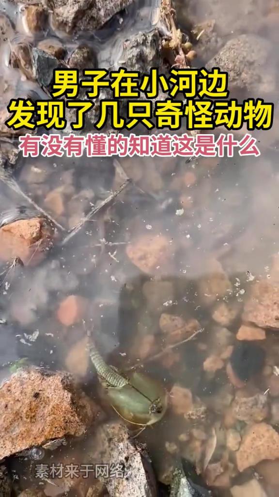 男子在小河边发现了几只奇怪动物,有没有懂的知道这是什么!!!