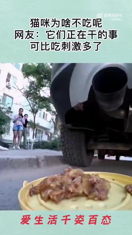 猫咪为啥不吃呢？网友：它们干的事可比吃刺激！