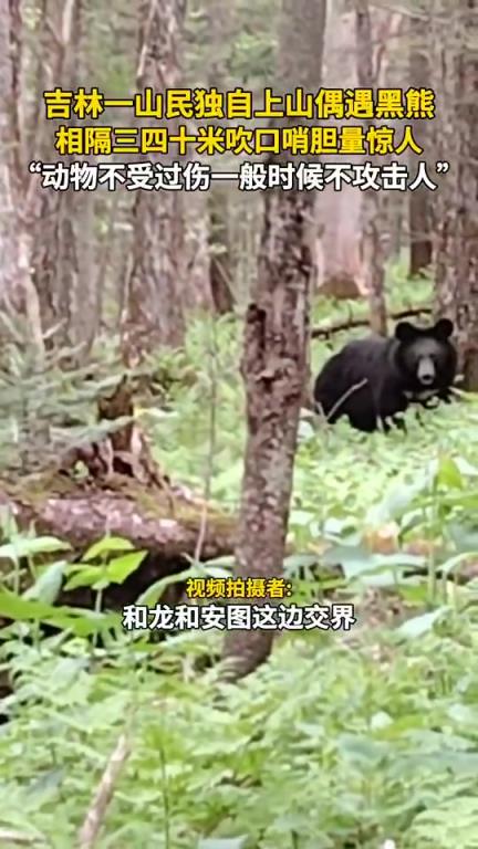 吉林一山民独自上山偶遇黑熊，相隔三四十米吹口哨胆量惊人