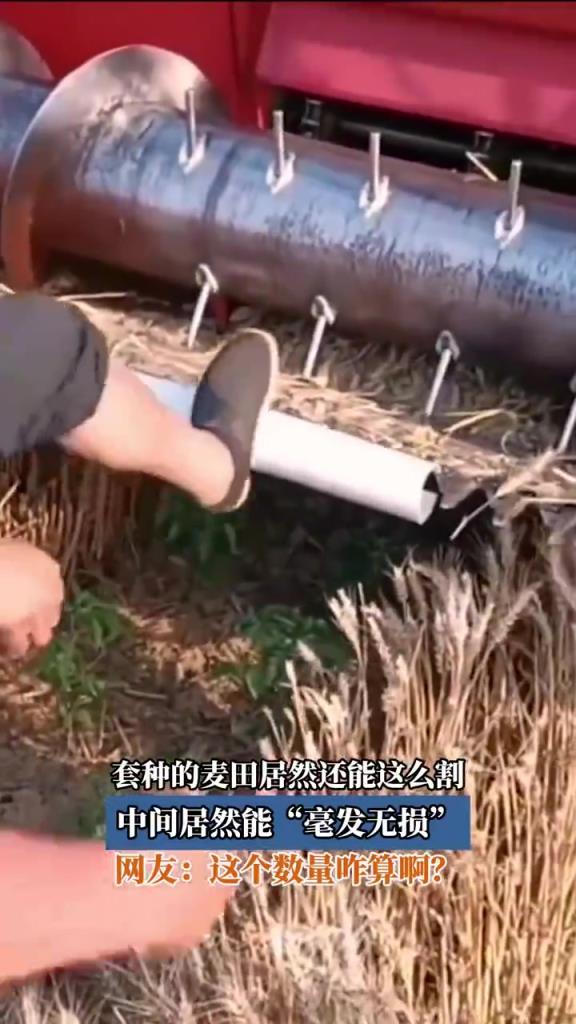 套种的麦田居然还能这么割，中间居然能“毫发无损”