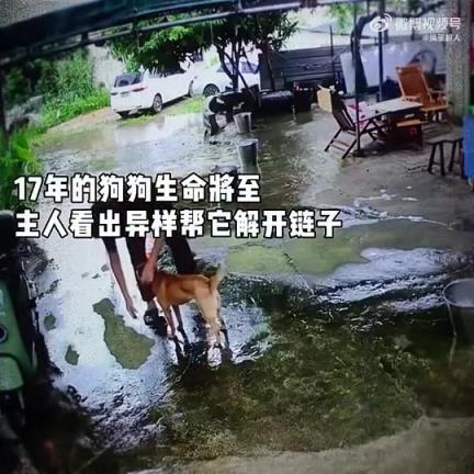 17岁狗狗生命垂危，主人察觉异样为其解开链子
