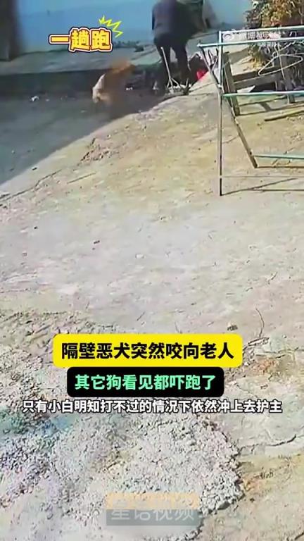 隔壁恶犬突然咬向老人，其它狗看见都吓跑了！
