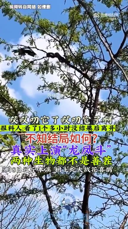 树上蛇鹊交锋，现实版“龙凤斗”上演