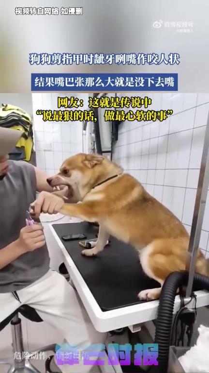狗狗剪指甲时龇牙咧嘴似要咬人，却未下嘴