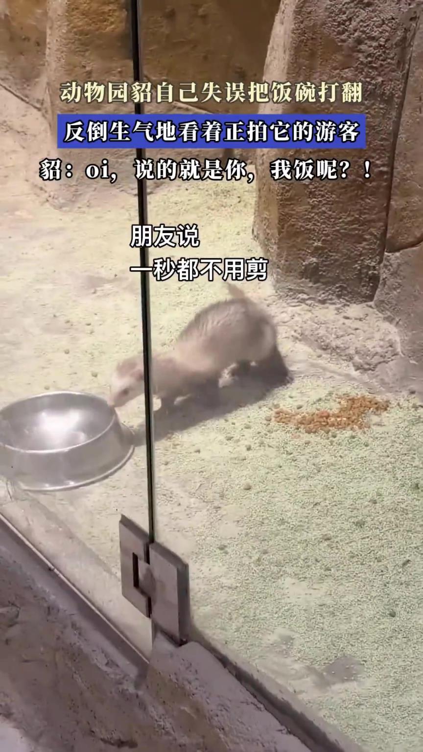 動物園貂自己失誤把飯碗打翻，反倒生氣地看著正拍它的游客