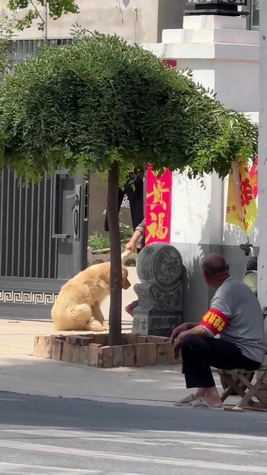 小雞毛能有什么壞心思，只是貪玩不想回家罷了