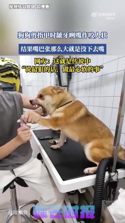 狗狗龇牙咧嘴作咬人状，结果嘴巴张那么大就是没下去嘴