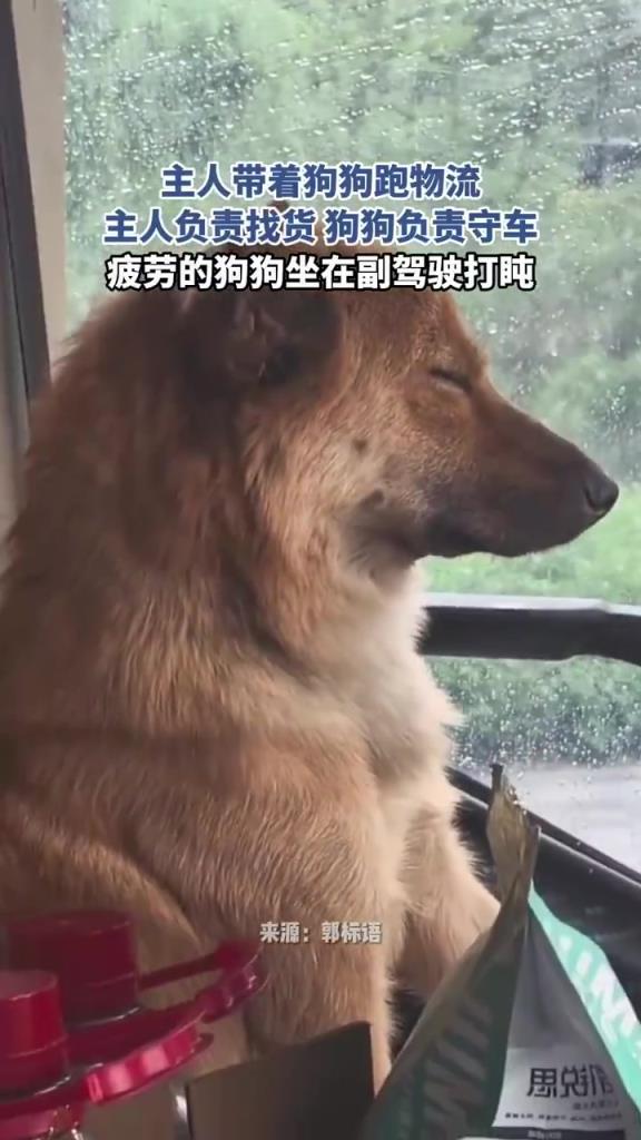 主人帶著狗狗跑物流,主人負責找貨狗狗負責守車!