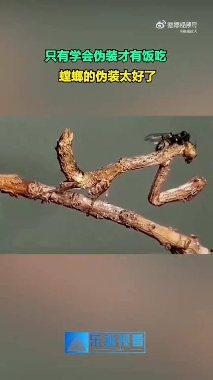 學(xué)會(huì)偽裝才有飯吃？螳螂的偽裝太好了！
