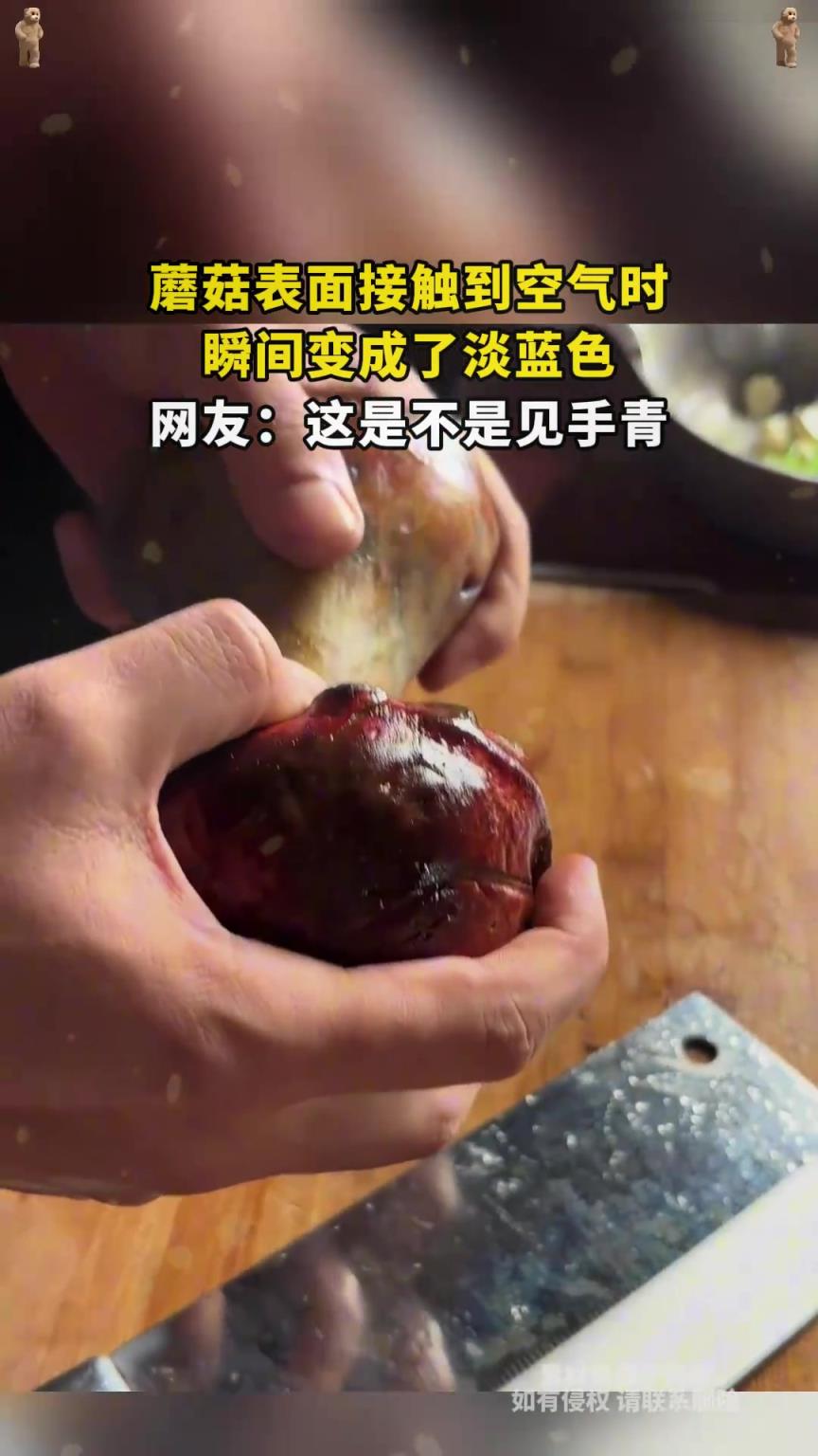 蘑菇表面接觸到空氣時，瞬間變成了淡藍色，網(wǎng)友：這是不是見手青
