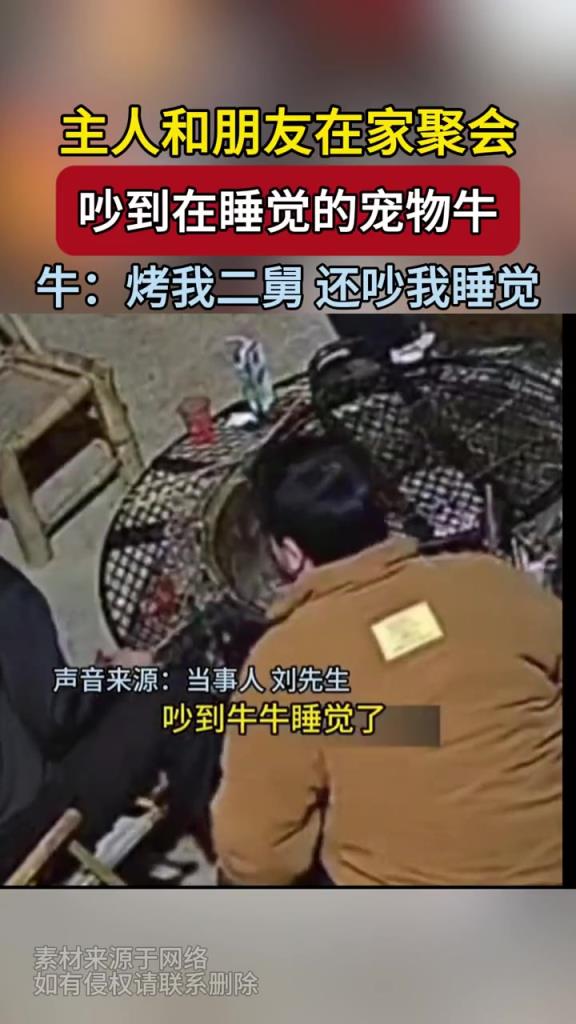 主人和朋友在家聚会,吵到在睡觉的宠物牛...