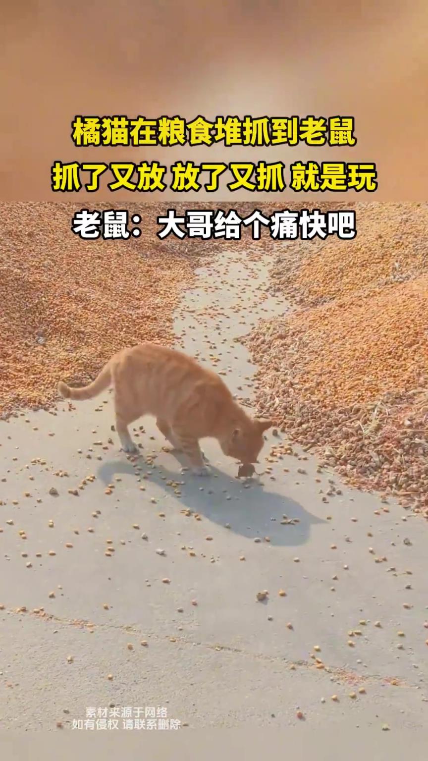 橘猫在粮食堆抓到老鼠，抓了又放 放了又抓 就是玩