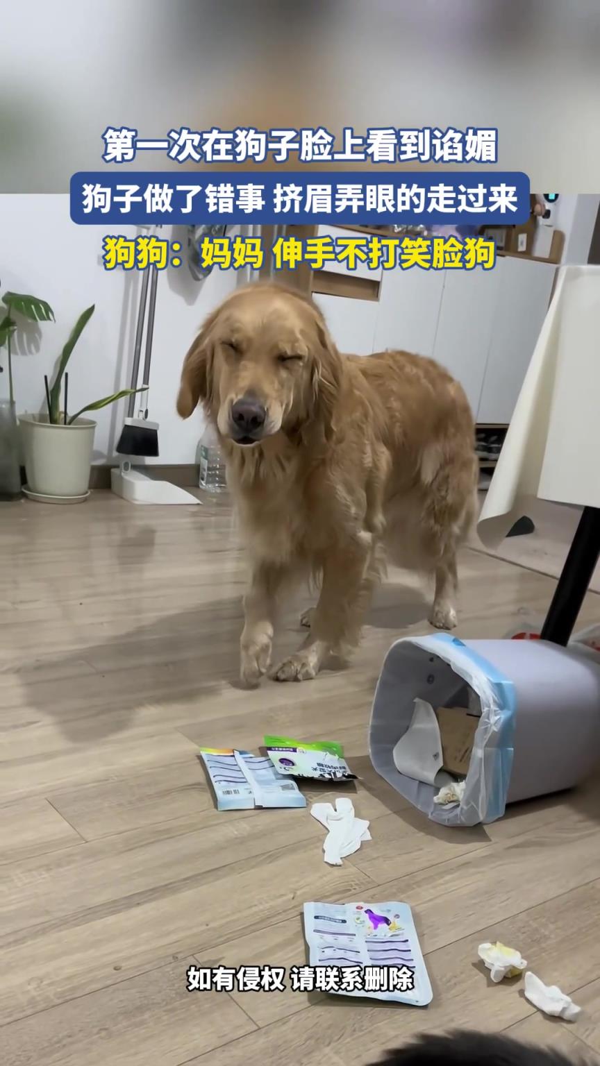 第一次在狗子脸上看到谄媚，狗子做了错事挤眉弄眼的走过来