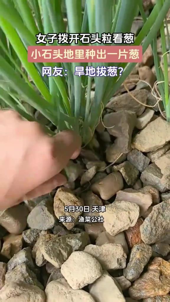 女子撥開石頭粒看蔥，小石頭地里種出一片蔥