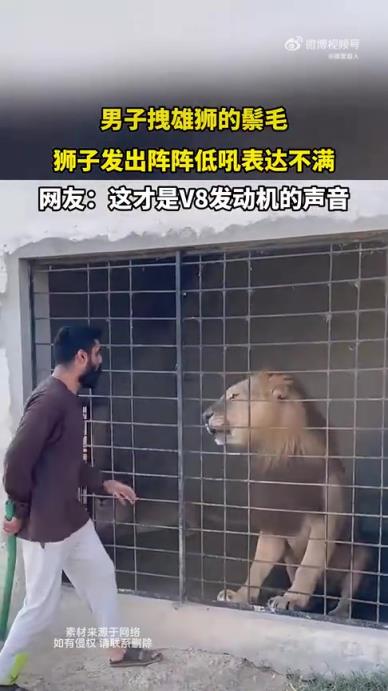 男子拽雄獅的鬃毛，獅子發出陣陣低吼表達不滿！
