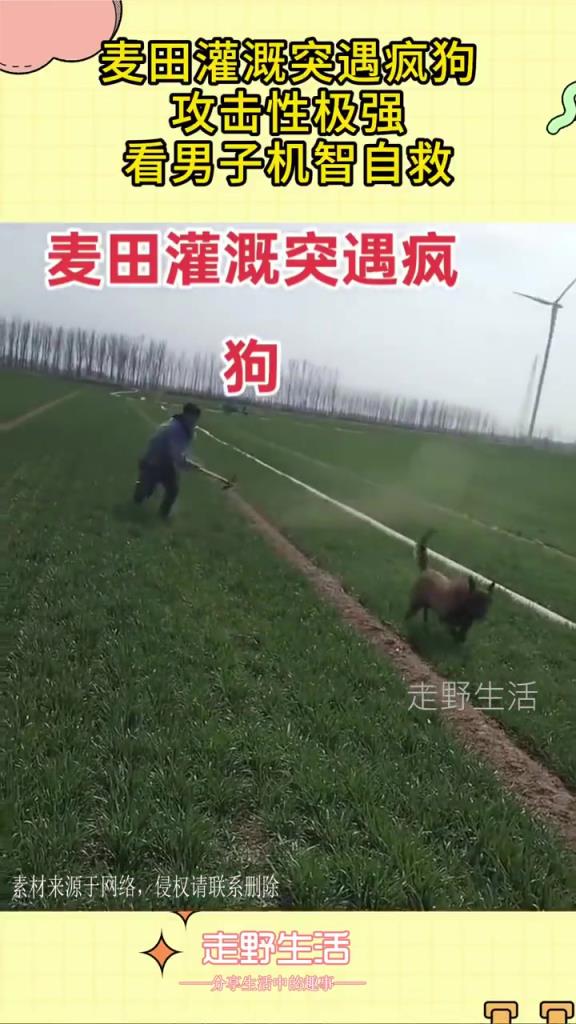 麦田灌溉突遇疯狗，攻击性极强，看男子机智自救！