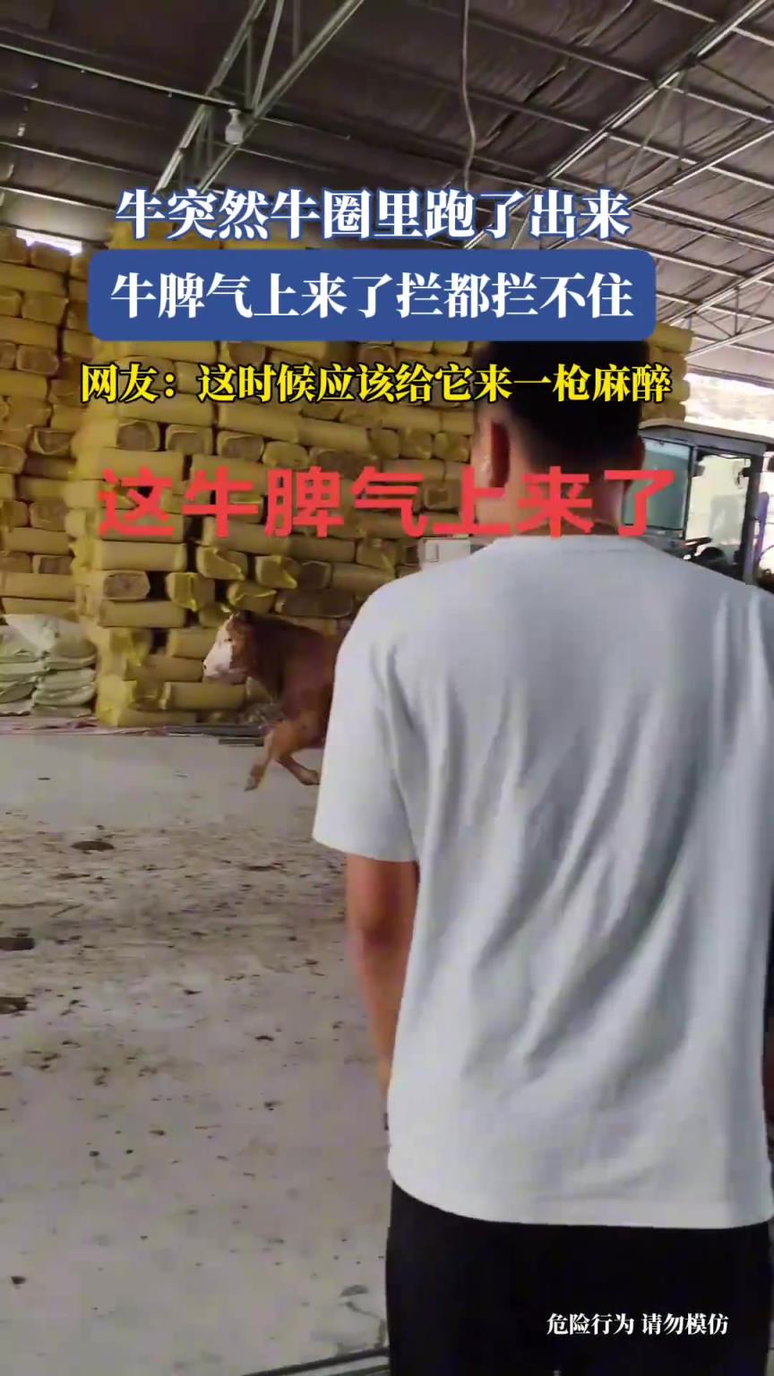 牛突然从牛圈里跑了出来，牛脾气上来了拦都拦不住