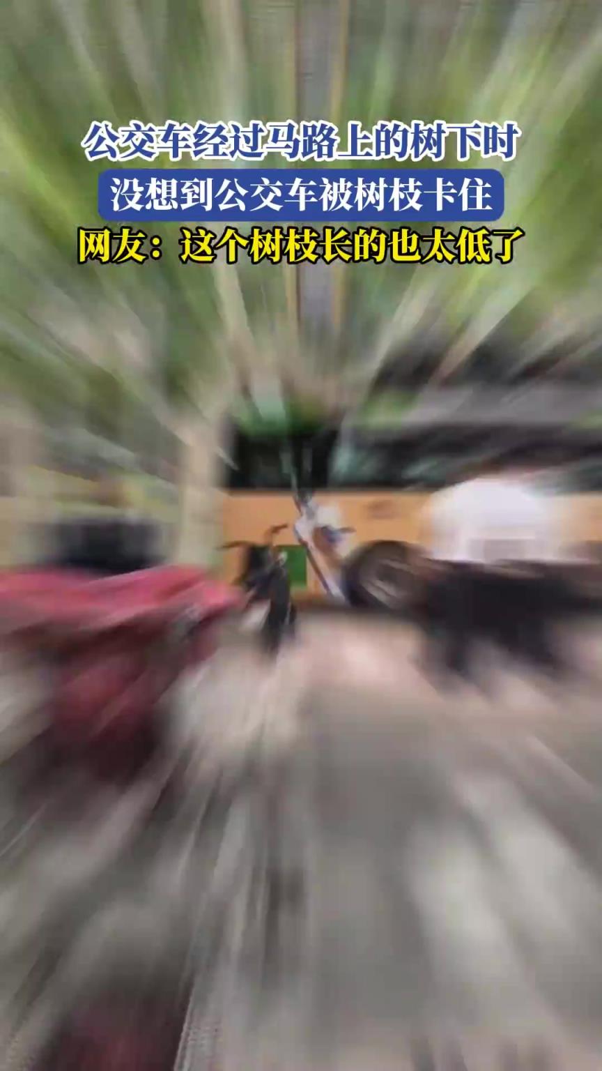 公交車經(jīng)過馬路上的樹下時(shí)，沒想到公交車被樹枝卡住