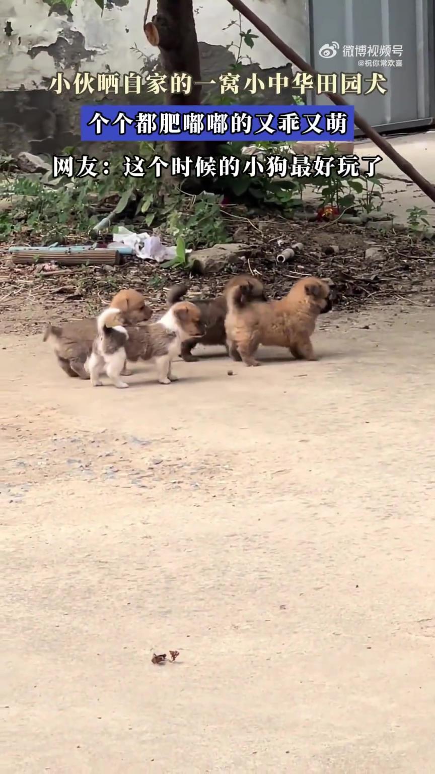 小伙晒自家一窝肥嘟嘟的小中华田园犬，又乖又萌！