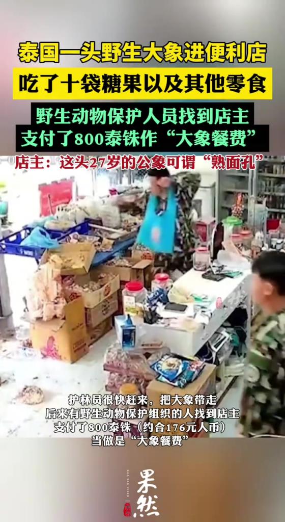 泰國大象進便利店吃零食，這才是動物保護組織應該干的事兒