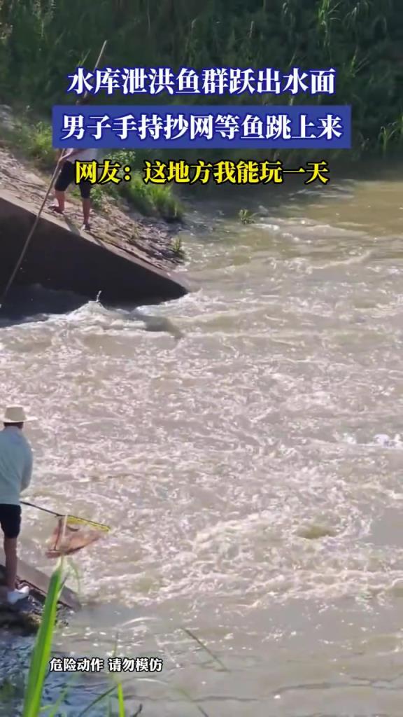 水庫泄洪魚群躍出水面 男子手持抄網(wǎng)等魚跳上來