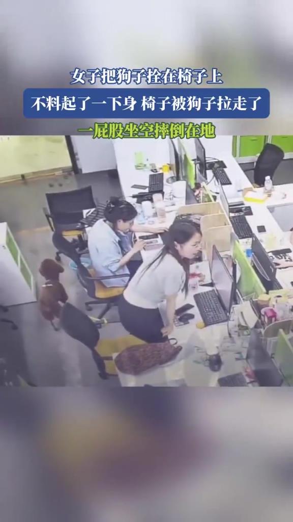 女子把狗子拴在椅子上 不料起了一下身 椅子被狗子拉走了