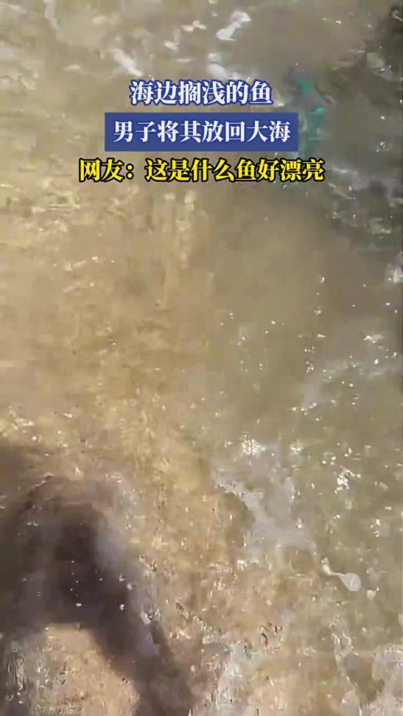 海邊擱淺的魚,男子將其放回大海,網(wǎng)友:這是什么魚好漂亮