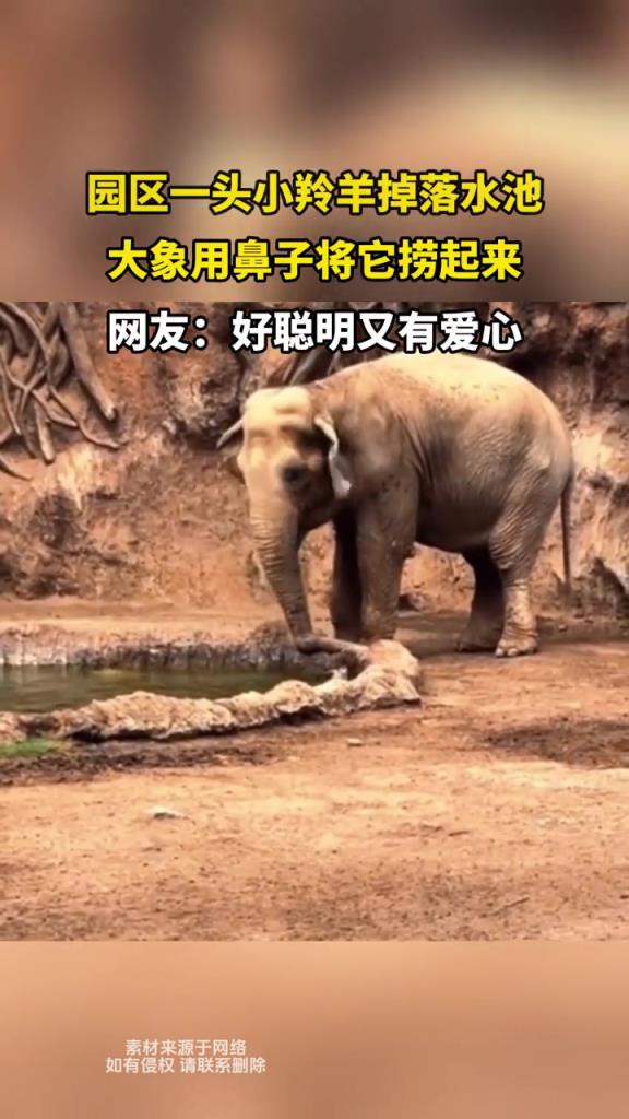 園區(qū)一頭小羚羊掉落水池,大象用鼻子將它撈起來!!