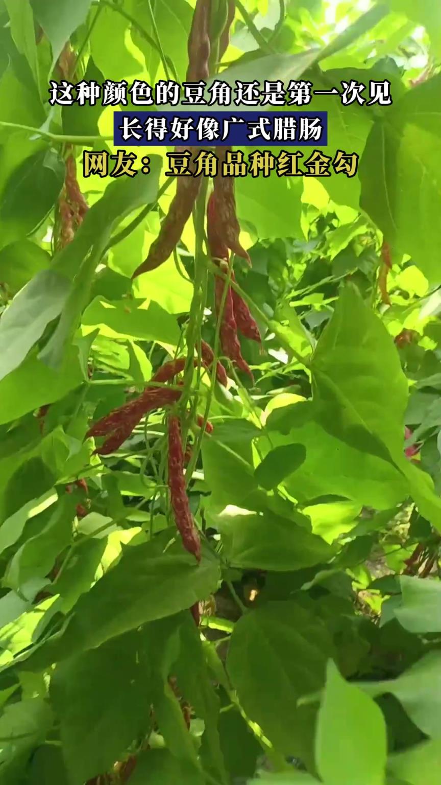 這種顏色的豆角還是第一次見，長得好像廣式臘腸