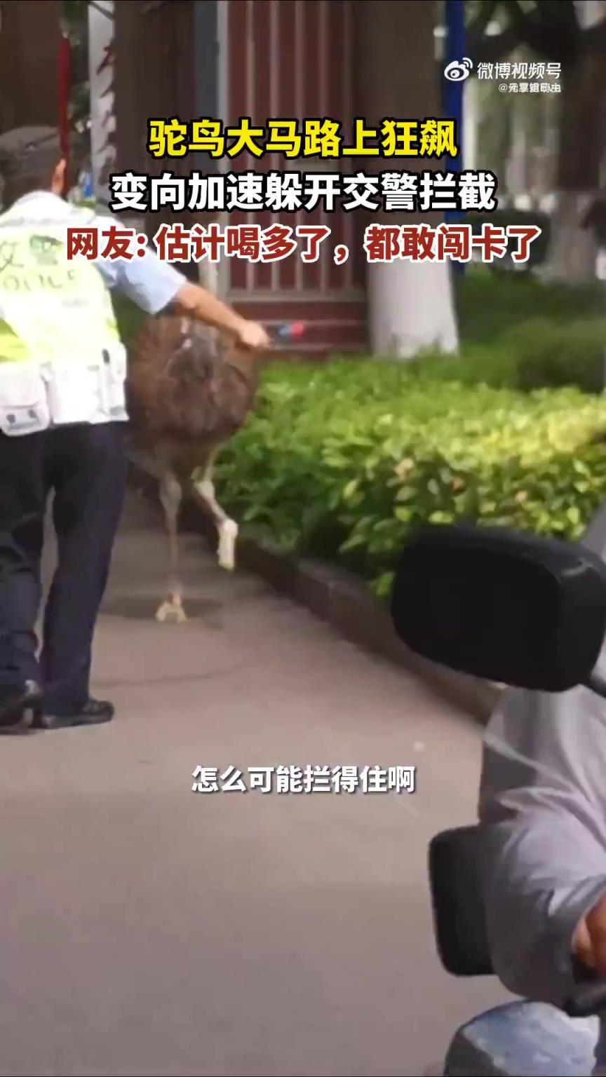驼鸟在大马路上狂飙，变向加速躲开交警拦截!!!