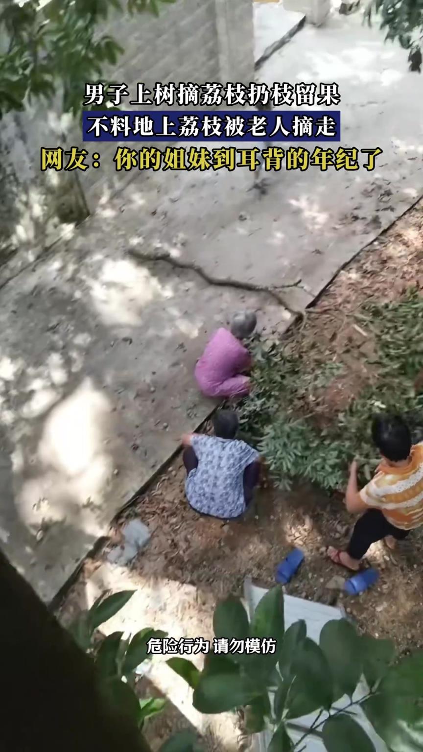 男子上树摘荔枝，不料剪到地上后荔枝都被老人摘走