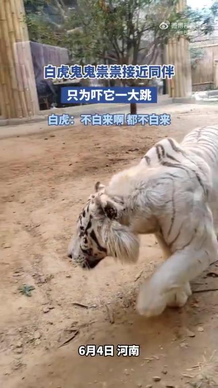 白虎鬼鬼祟祟靠近同伴，欲给其惊吓