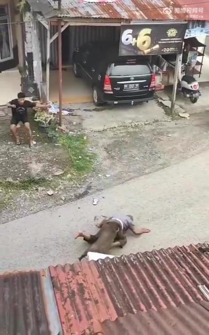 印尼发生野猪袭击人事件