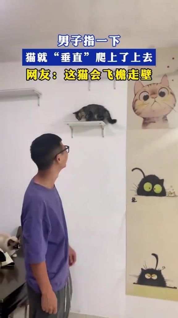 男子指一下，猫就“垂直”爬上了上去，网友：这猫会飞檐走壁