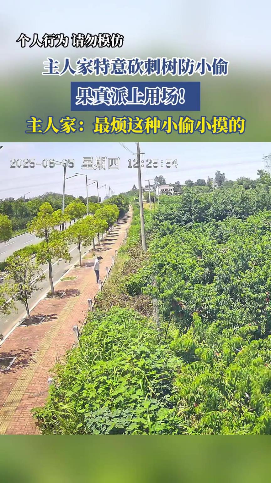 主人家特意砍刺樹防小偷，果真派上用場！
