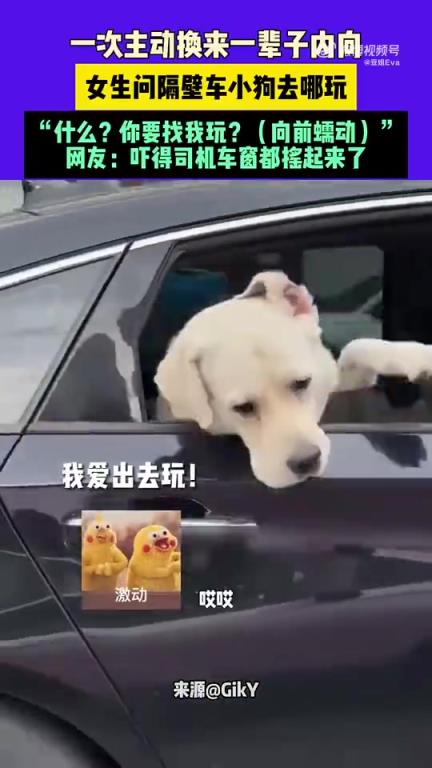 山东女生问隔壁车小狗去处，狗反应激烈司机忙摇窗