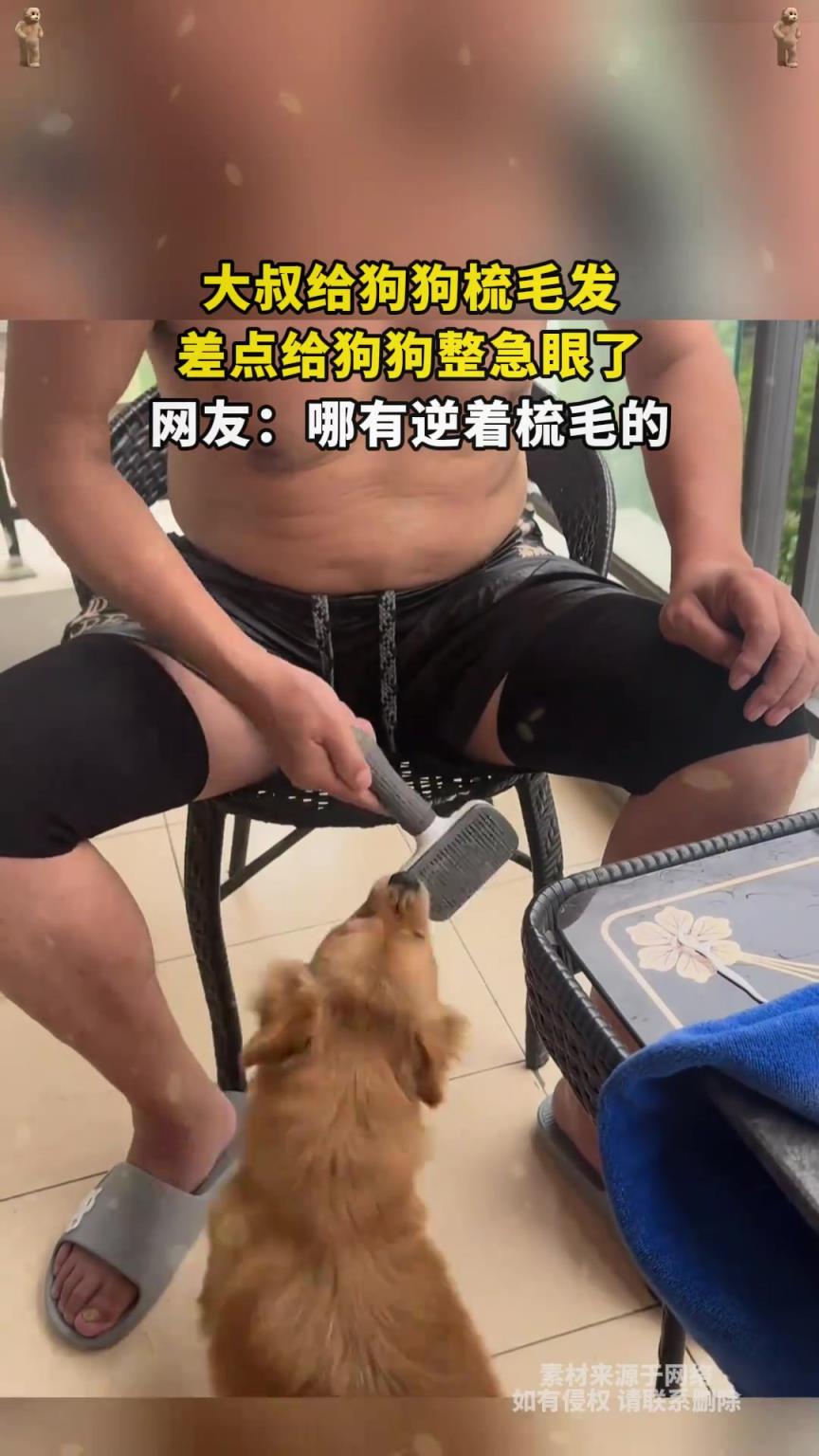 大叔給狗狗梳毛發，差點給狗狗整急眼了，網友：哪有逆著梳毛的