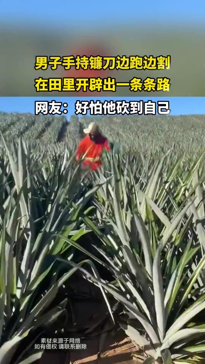 男子手持鐮刀邊跑邊割，在田里開辟出一條條路