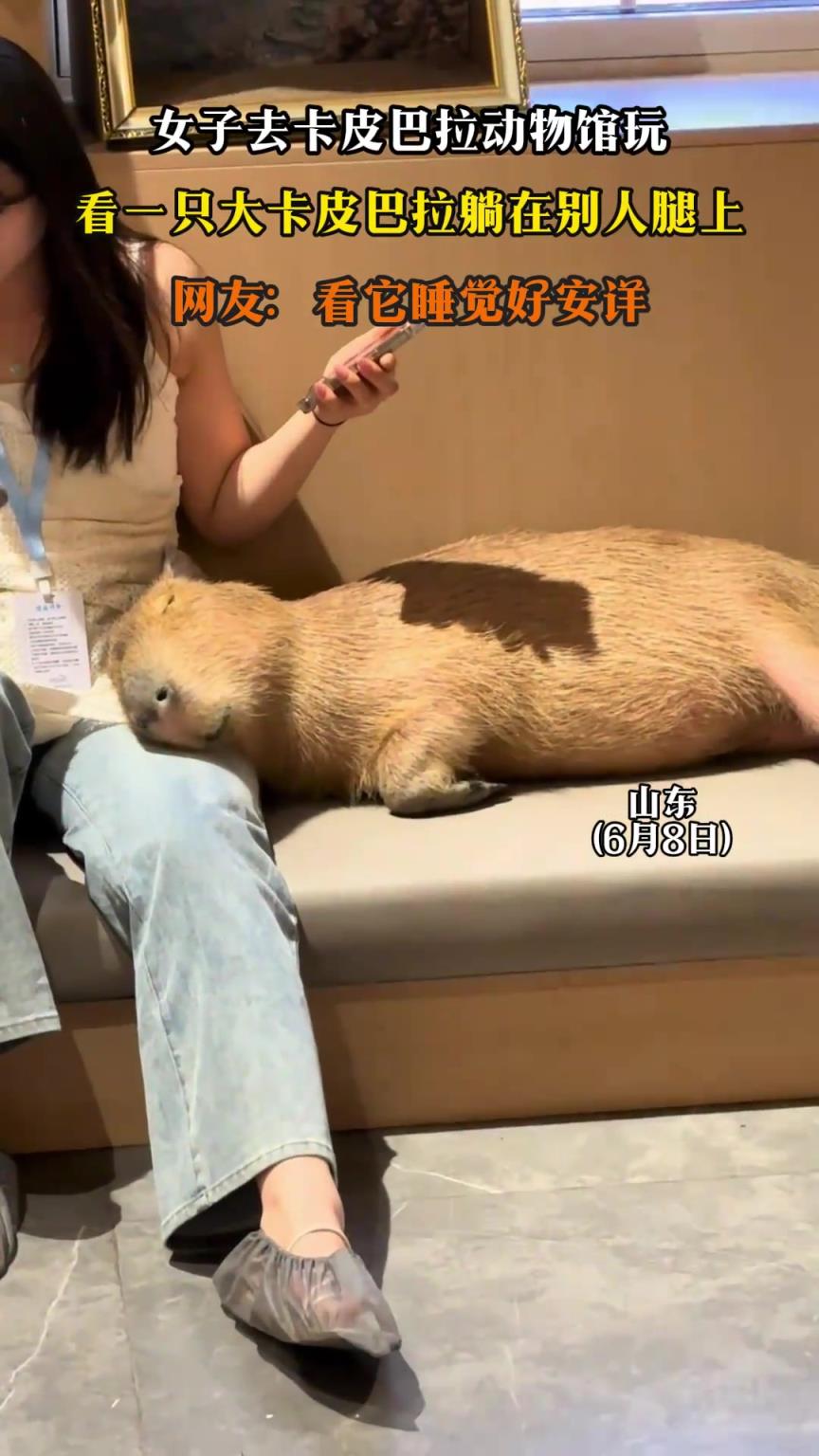 女子去卡皮巴拉动物馆玩，看一只大卡皮巴拉躺在别人腿上