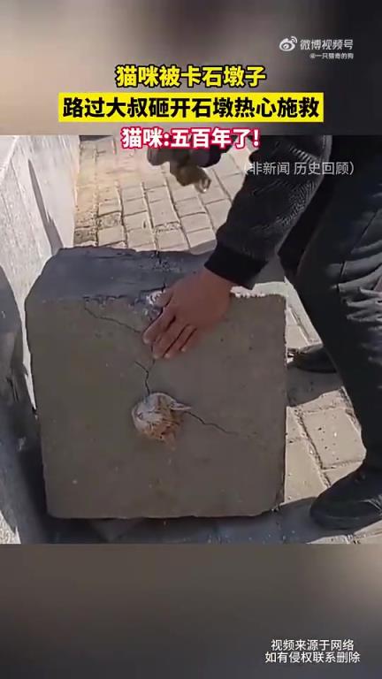 猫咪被卡石墩，路过大叔砸墩热心救援