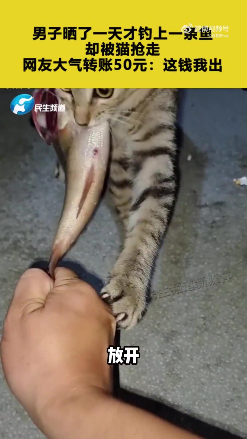 男子钓鱼一天仅获一条，遭猫抢走，网友慷慨转账50元
