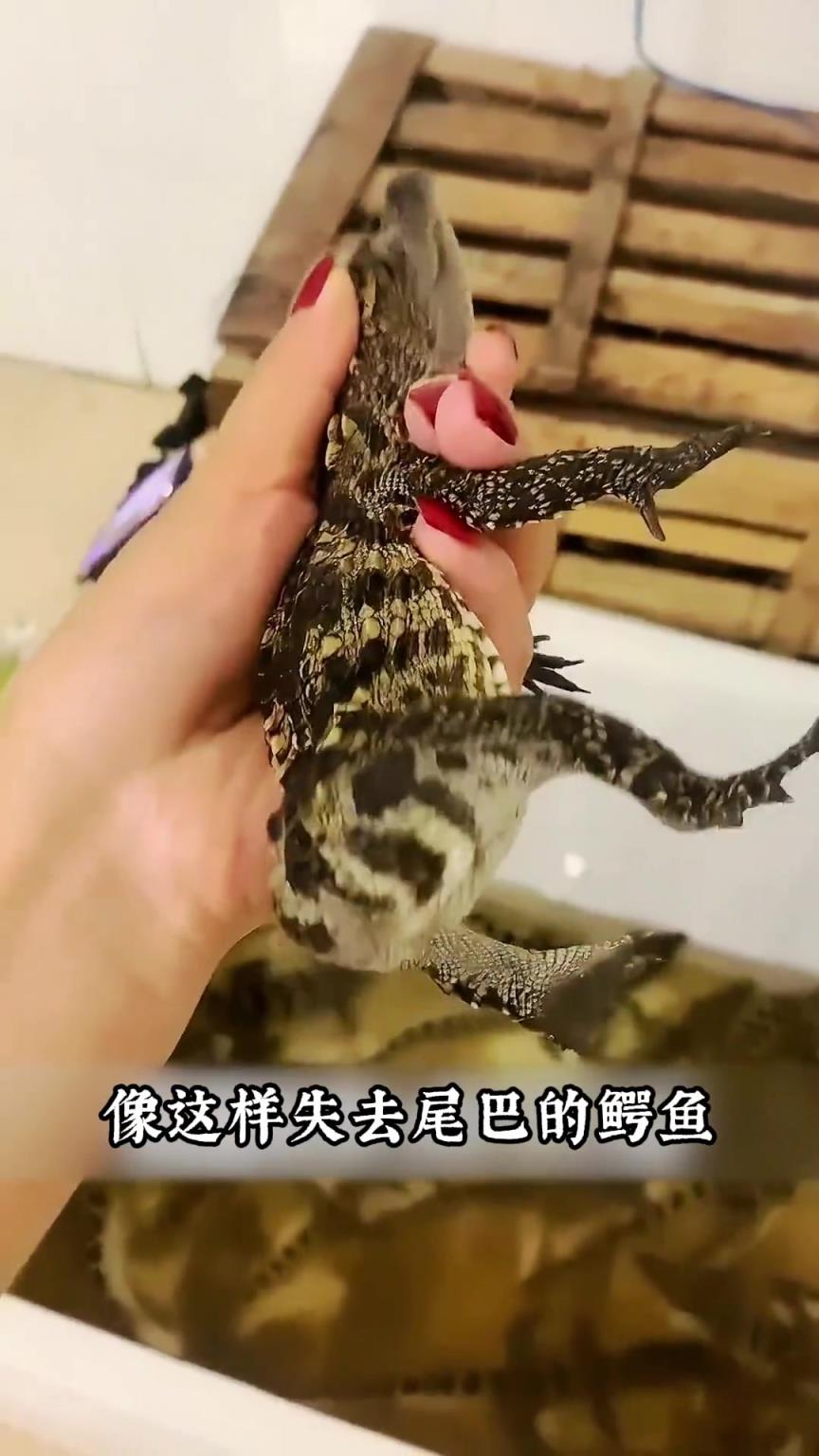 沒(méi)有尾巴的鱷魚(yú)？