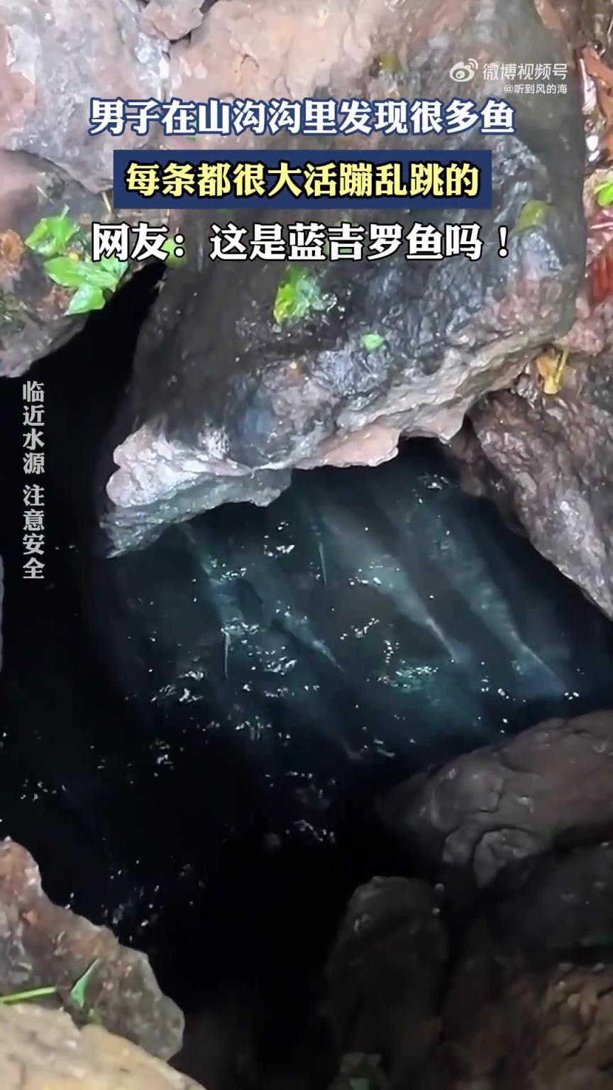 男子在山沟沟里发现很多鱼，每条都很大活蹦乱跳的！！