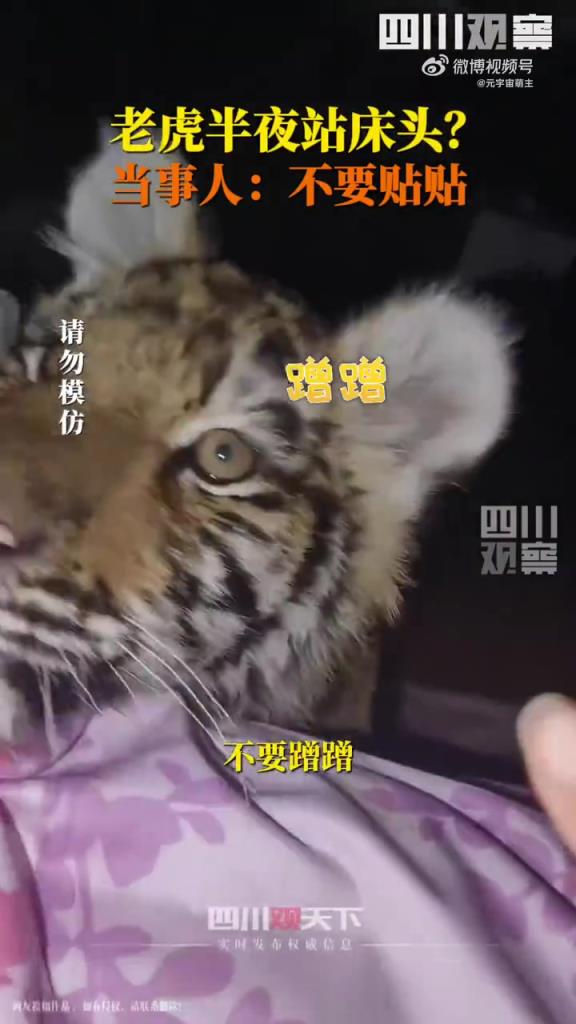 女子房间凌晨惊现小老虎？