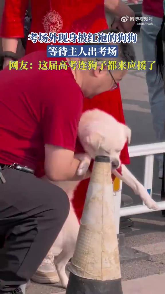考场外现身披红袍的狗狗 等待主人出考场