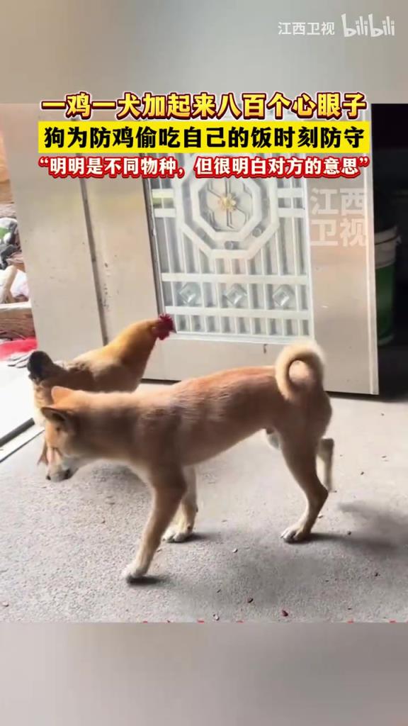 狗为防鸡偷吃自己的饭时刻防守，一鸡一犬加起来八百个心眼子