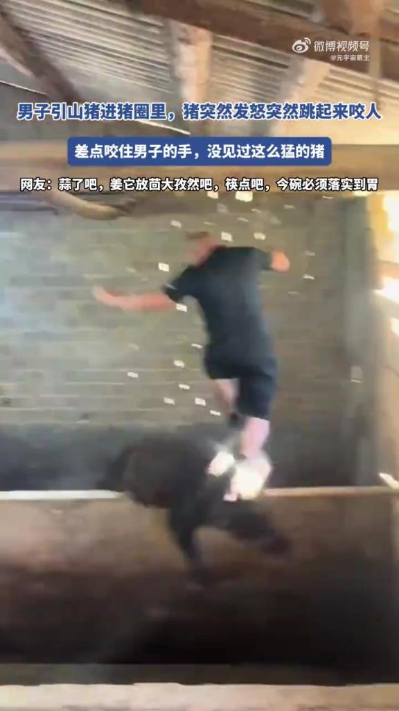 男子引山豬進(jìn)豬圈里，豬突然發(fā)怒突然跳起來咬人！