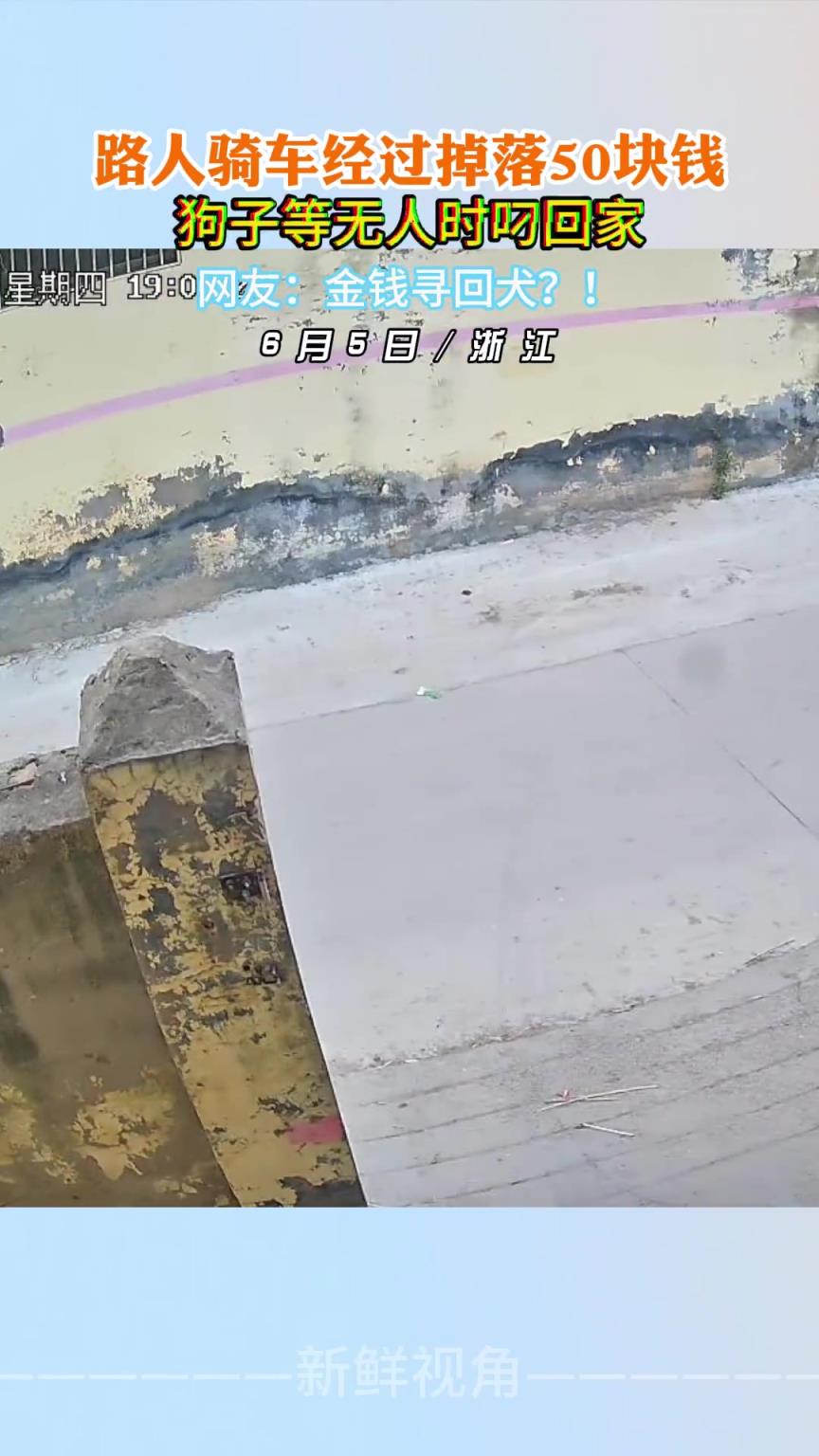 路人骑车经过掉落50块钱 狗子等无人时叼回家