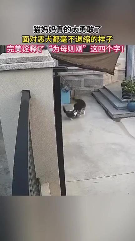 貓媽媽真的太勇敢了