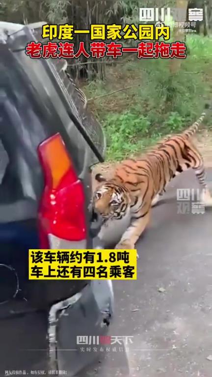 印度一公园内老虎连人带车拖走，尽显森林之王威力
